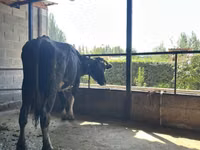 母牛, Holstein breed — 照片 3