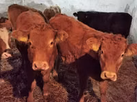 Bovinos (lote, sexo no especificado), Vaca Limousin — foto 1