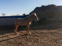 Hengst, Altai horse — Foto 3
