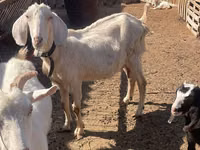 عنزة, Nubian Goat — الصورة 7
