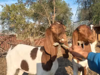 Ziege, Kamori goats — Foto 7