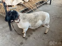 Widder, Dorper sheep — Foto 5