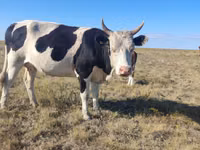 गाय, Russian Black pied cattle — फ़ोटो 1