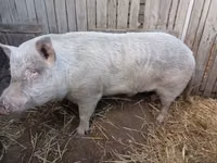 Eber, Schweine — Foto 2