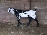 Ziegenbock, Ziegen — Foto 3