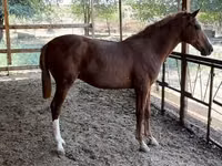Horse (M), Horses — photo 8