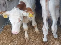 Bulle, Simmental cattle — Foto 2