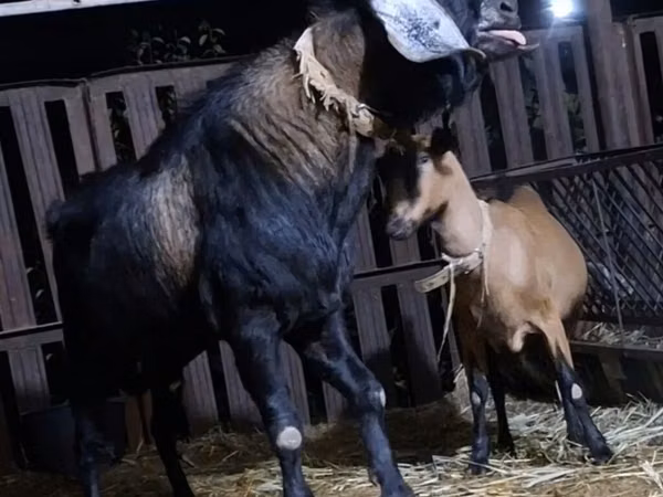 Ziegenbock, Nubian Goat