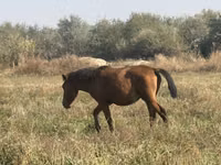 Stute, Horse breed — Foto 2