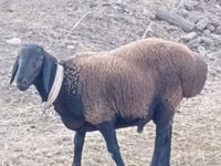 Widder, Blackheaded Persian sheep — Foto 2