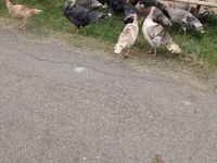 Turkeys — फ़ोटो 5