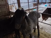 Widder, Blackheaded Persian sheep — Foto 4