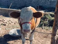 Bulle, Simmental cattle — Foto 2