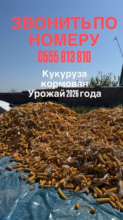 УРОЖАЙ 2026 ГОДА ❕ Кукуруза кормовая в початках🌽 Сорт «Торро» 🌽 Цена