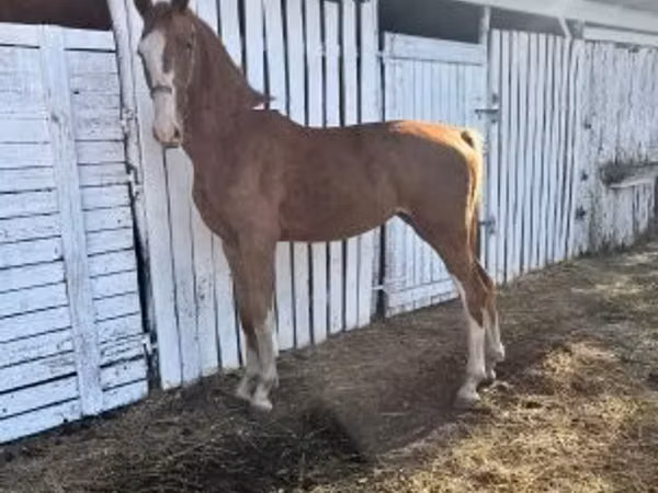 Mare, Dutch warmblood horse