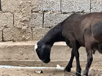كبش, الأغنام — الصورة 6