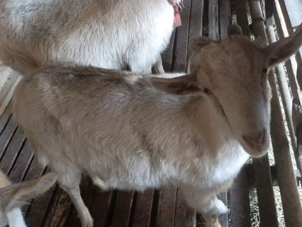 Cabra, Cabras