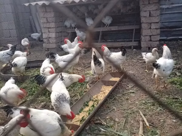 Адлерская серебристая