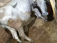 Vaca, Ganado vacuno — foto 2
