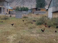 Chickens — foto 3