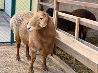 كبش, Arashan sheep — الصورة 2