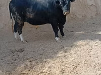 公牛, Aberdeen-Angus — 照片 1