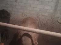 Toro, Ganado vacuno — foto 6