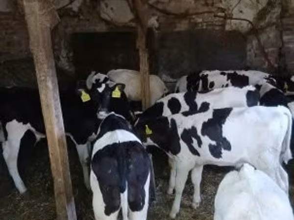 Bulle, Russian Black pied cattle