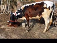 Bulle, Simmental cattle — Foto 1