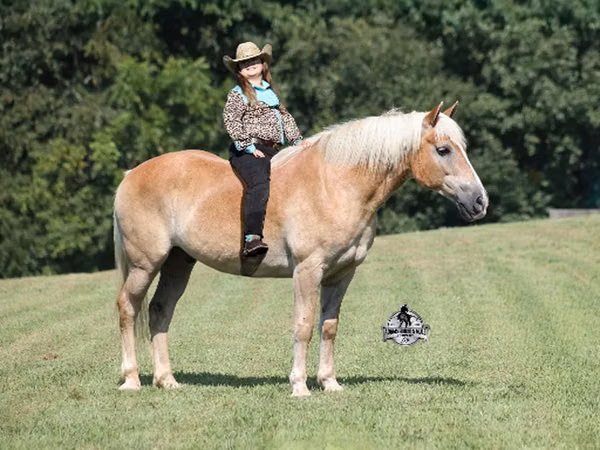 Hengst, Haflinger