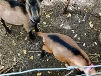 Ziegenbock, Ziegen — Foto 1