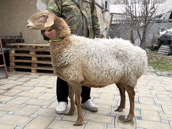 Schaf, Awassi sheep