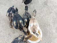 Chickens — फ़ोटो 1