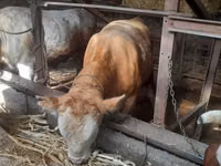 Bulle, Simmental cattle — Foto 5