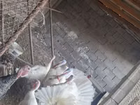 Turkeys — Foto 2