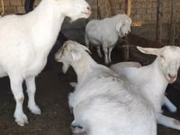 Cabra, Saanen goat — foto 3