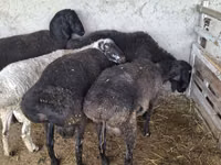 Widder, Blackheaded Persian sheep — Foto 2