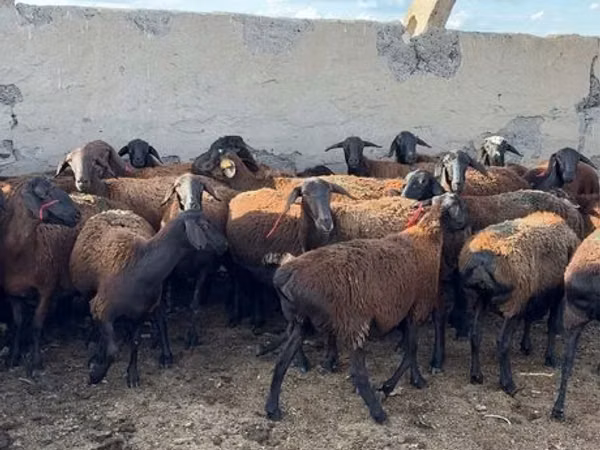 मेढ़ा, Hissar sheep