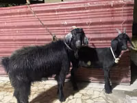 Ziege, Ziegen — Foto 4
