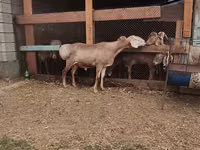 Widder, Rhon sheep — Foto 5