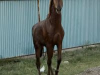 घोड़ा, Kazakh horse — फ़ोटो 3