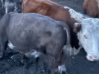 Toro, Simmental cattle — foto 7