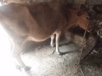 गाय, मवेशी — फ़ोटो 4