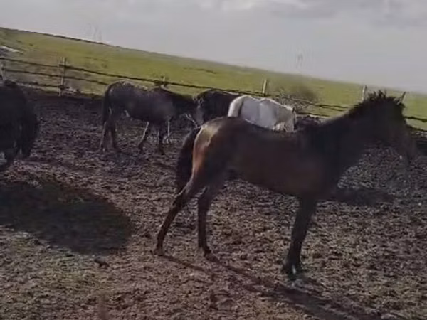 Hengst, Pferde — Kasachstan