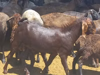 تيس, Beetal goats — الصورة 2