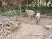 母羊, Sheep — 照片 3
