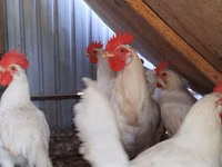 Leghorn — Foto 2