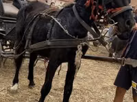Mare, Horses — photo 2