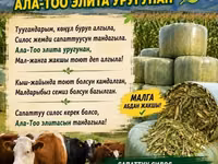 Силосный корм «Ала-Тоо Элит» — высококачественный рацион для КРС и — 照片 2