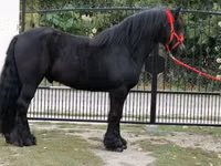 حصان, Fell pony — الصورة 5